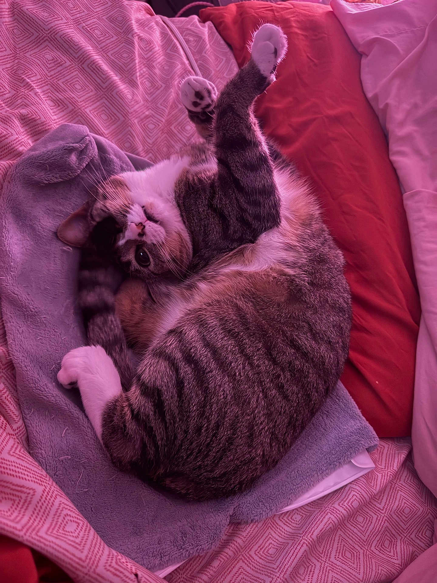 Indigo is registered to the contest to win money with this photo: cat, tabby_cat, pet, feline, bed, blanket, pillow, paws, whiskers, fur, curled_up, relaxed, cozy, towel, indoor, domestic, sleeping, striped, cute, pink_lighting