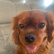 Clifford is registered to the contest to win money with this photo: adorable, animal, brown_dog, canine, close_up, companion, couch, cozy, cute, dog, ears, eyes, fur, home, indoor, light, nose, pet, portrait, tongue_out
