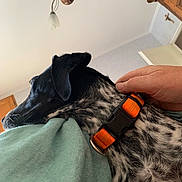 Uka a rejoint le concours — aidez-le/la à gagner de superbes lots ! animal, black, ceiling, close_up, collar, comfort, cozy, dog, domestic, green_shirt, hand, indoor, light_fixture, orange, person, pet, resting, speckled_fur, white, wooden_cabinet