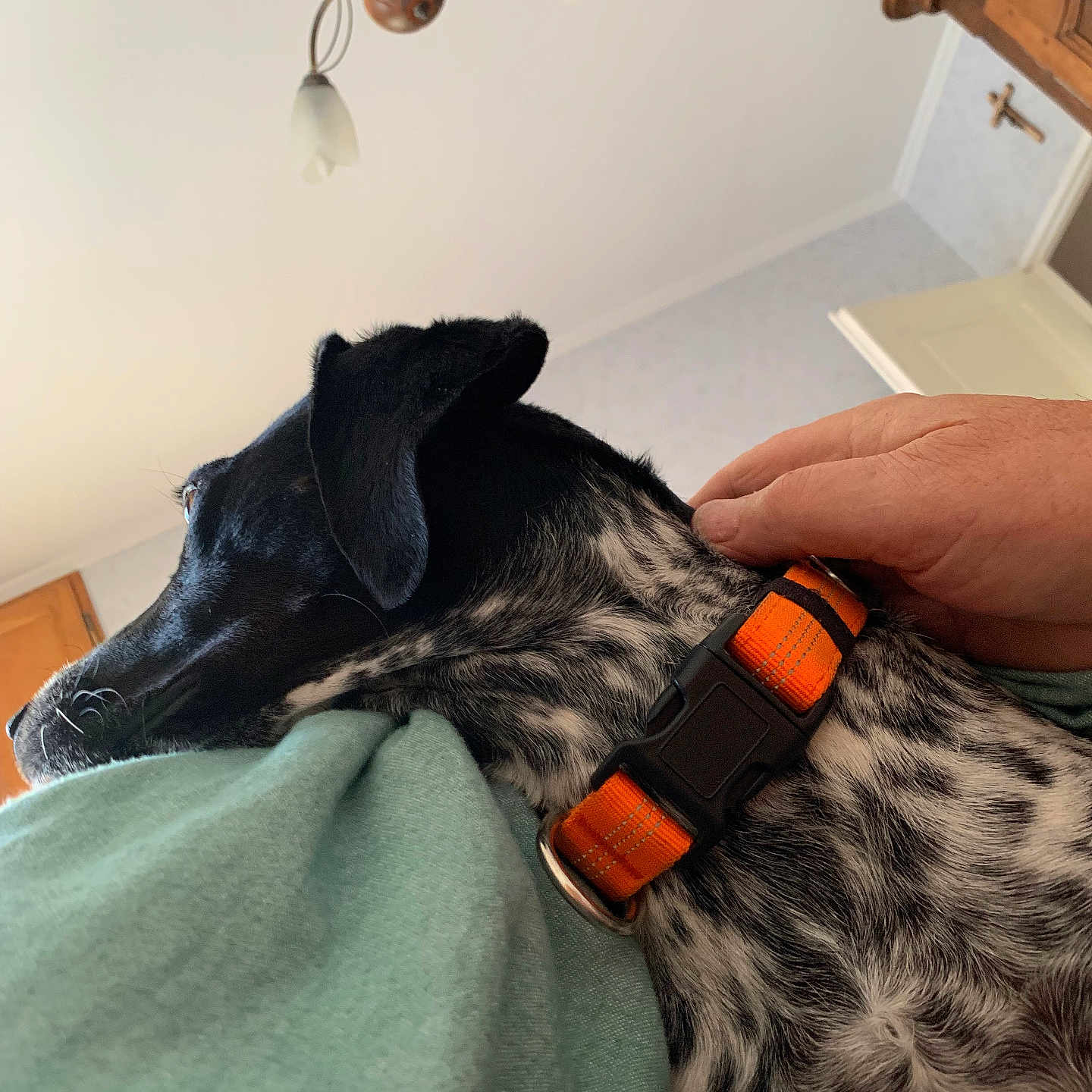 Uka a rejoint le concours — aidez-le/la à gagner de superbes lots ! animal, black, ceiling, close_up, collar, comfort, cozy, dog, domestic, green_shirt, hand, indoor, light_fixture, orange, person, pet, resting, speckled_fur, white, wooden_cabinet