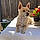 Mylo