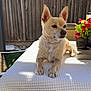 dog, small_dog, outdoor, table, tablecloth, sunlight, fence, flower_pot, red_flowers, pet, canine, resting, paw, closeup, summer, backyard, chair, animal, fur, nature