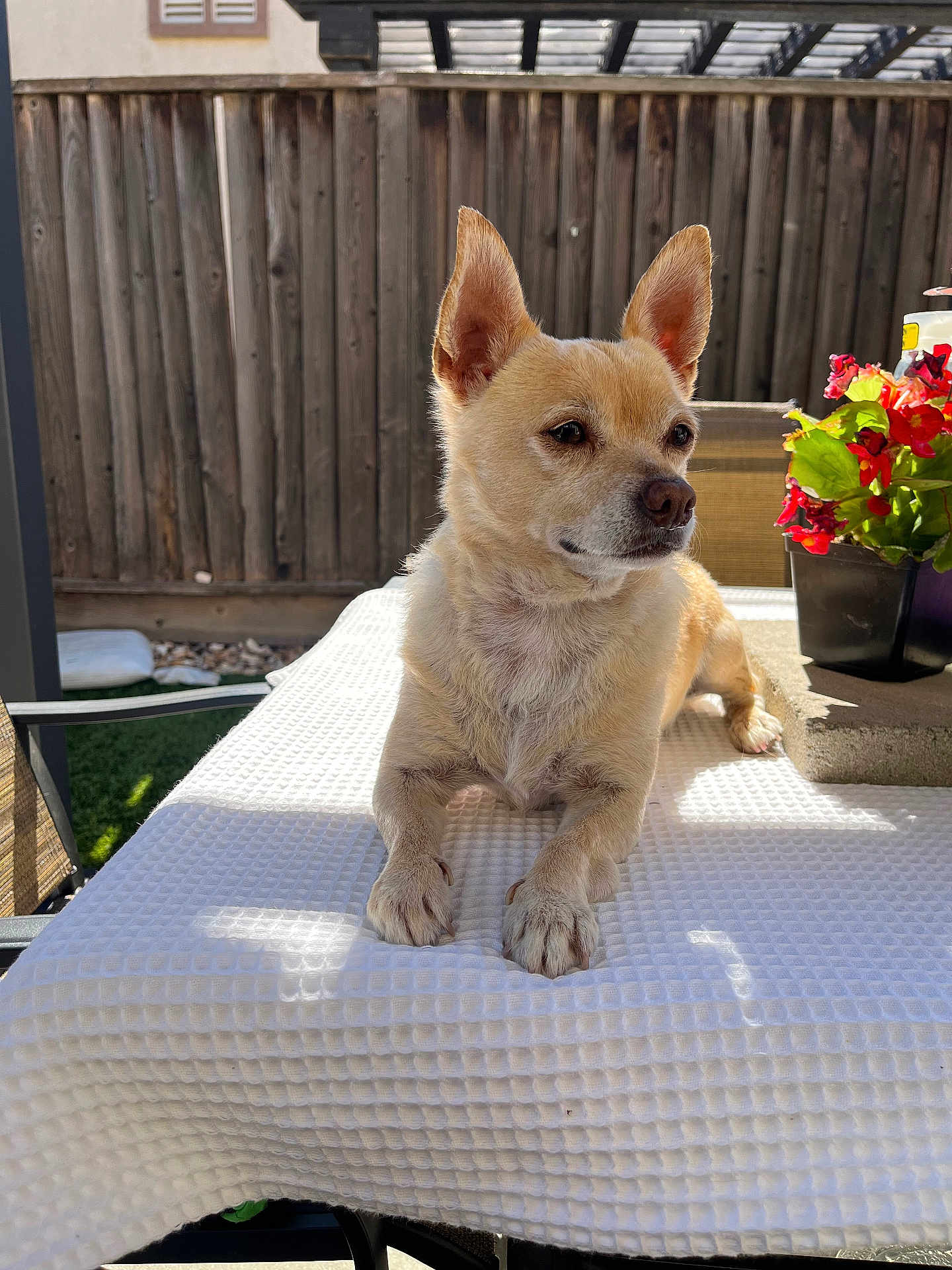 Mylo joined the competition — help win amazing prizes! dog, small_dog, outdoor, table, tablecloth, sunlight, fence, flower_pot, red_flowers, pet, canine, resting, paw, closeup, summer, backyard, chair, animal, fur, nature
