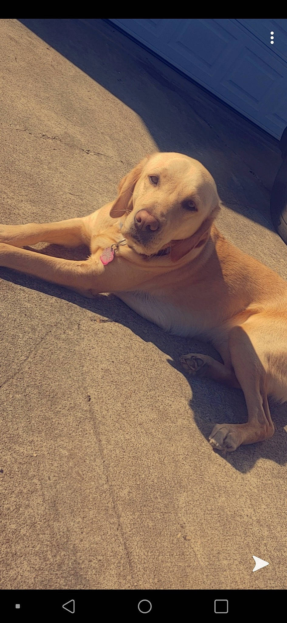 Leena joined the competition — help win amazing prizes! beagador, canidae, carnivore, companion_dog, dog, dog_breed, fawn, labrador_retriever, mammal, puppy, retriever, snout, sporting_group, street_dog, tail