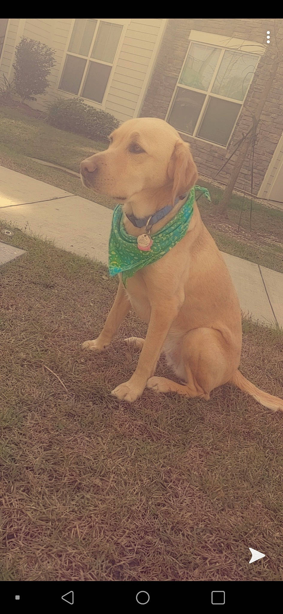 Leena is registered to the contest to win money with this photo: beagador, broholmer, canidae, carnivore, dog, dog_breed, fawn, hunting_dog, labrador_retriever, mammal, retriever, sporting_group, tail, vertebrate, vizsla