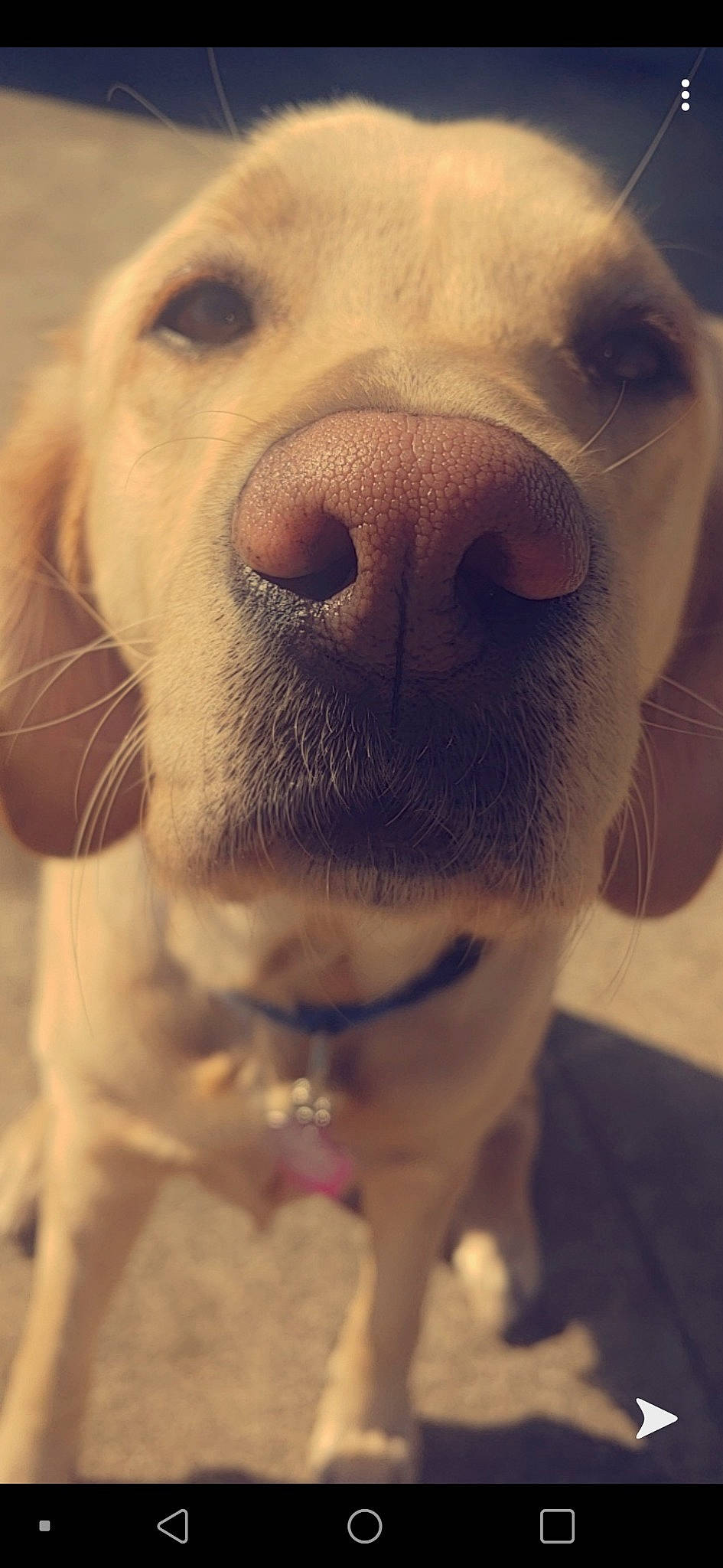 Leena is registered to the contest to win money with this photo: beagador, canidae, carnivore, close_up, dog, dog_breed, face, fawn, head, labrador_retriever, mammal, mouth, nose, puppy, rare_breed_dog, retriever, skin, snout, sporting_group, whiskers
