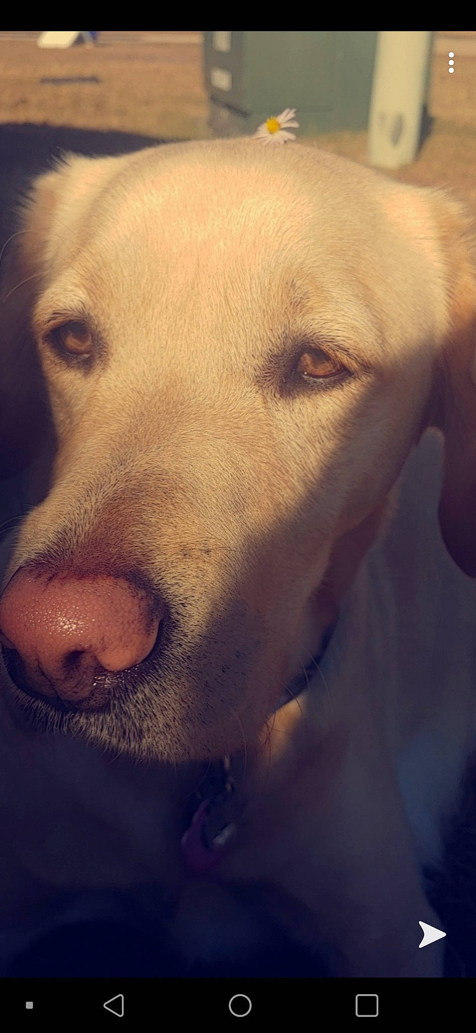 Leena is registered to the contest to win money with this photo: beagador, canidae, carnivore, close_up, dog, dog_breed, eye, head, hunting_dog, labrador_retriever, mouth, nose, photography, puppy, retriever, skin, snout, sporting_group, whiskers