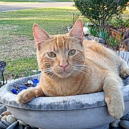 Blaze is registered to the contest to win money with this photo: animal, birdbath, bush, cat, closeup, daytime, flora, garden, glass_pieces, grass, nature, orange_tabby, outdoor, pet, relaxed, stones, suburban, sunlight, tree, wildlife