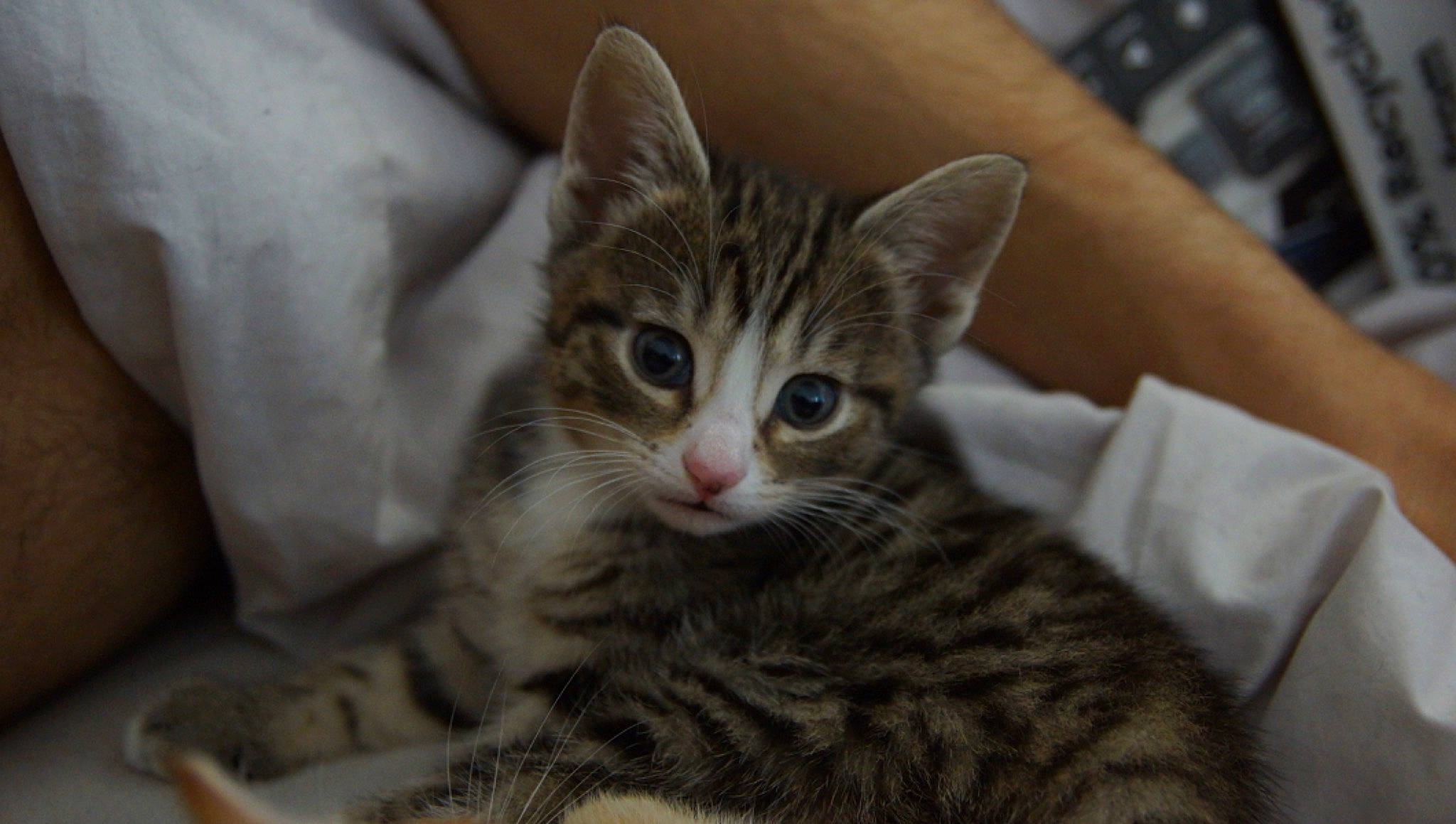 Dora is registered to the contest to win money with this photo: carnivore, cat, claw, comfort, domestic_short_haired_cat, felidae, fur, paw, small_to_medium_sized_cats, snout, terrestrial_animal, whiskers