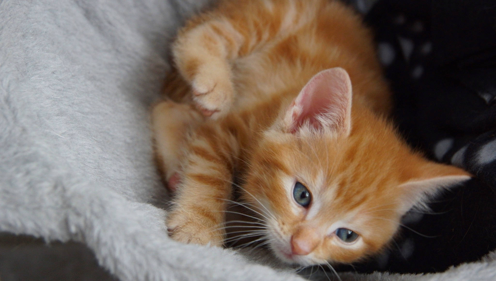 Emby joined the competition — help win amazing prizes! carnivore, cat, claw, comfort, domestic_short_haired_cat, felidae, fur, nap, paw, plant, small_to_medium_sized_cats, tail, textile, tree, vertebrate, whiskers, wood