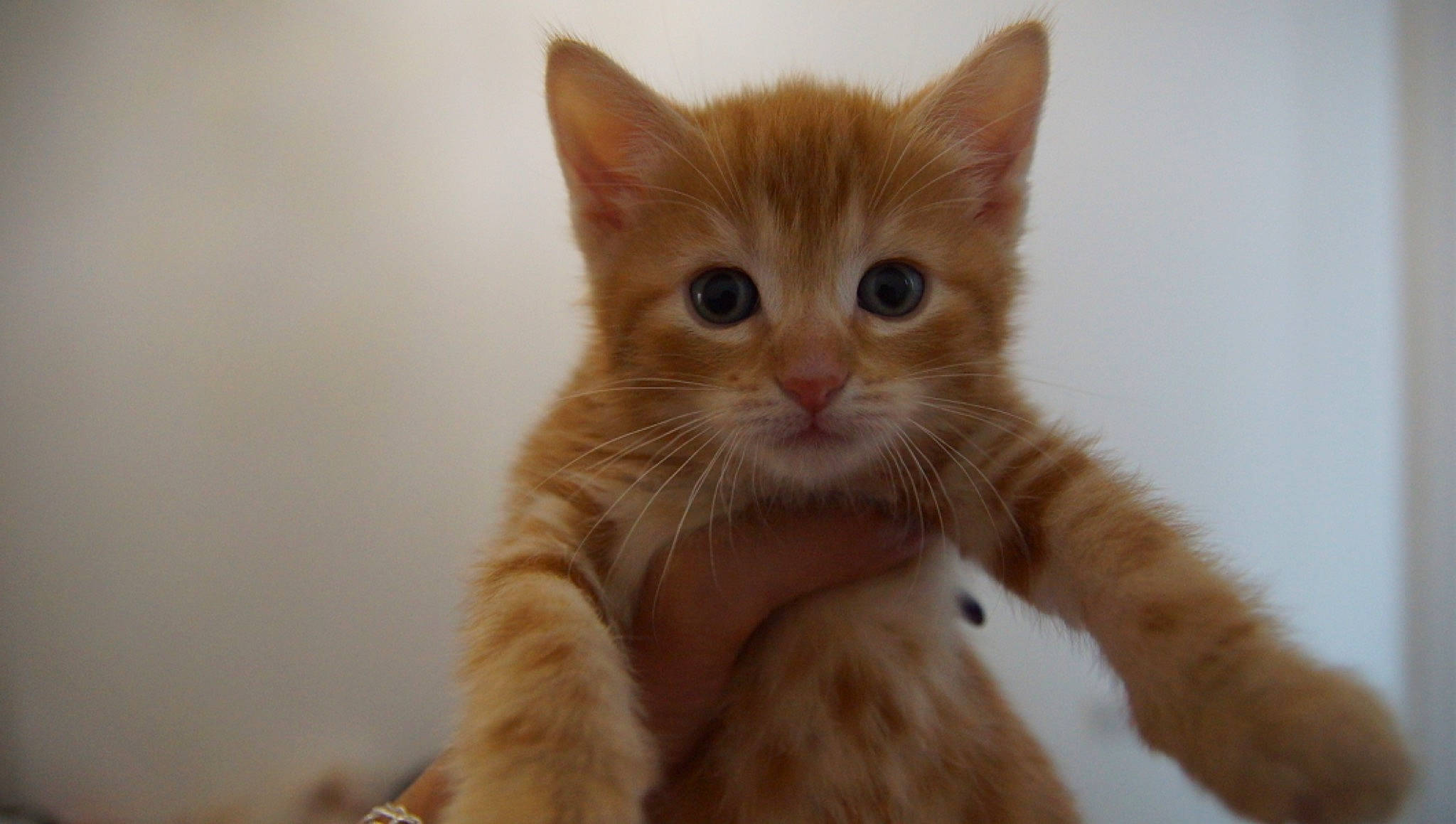 Emby joined the competition — help win amazing prizes! carnivore, cat, claw, domestic_short_haired_cat, ear, eye, fawn, felidae, fur, gesture, paw, small_to_medium_sized_cats, tail, touchpad, whiskers