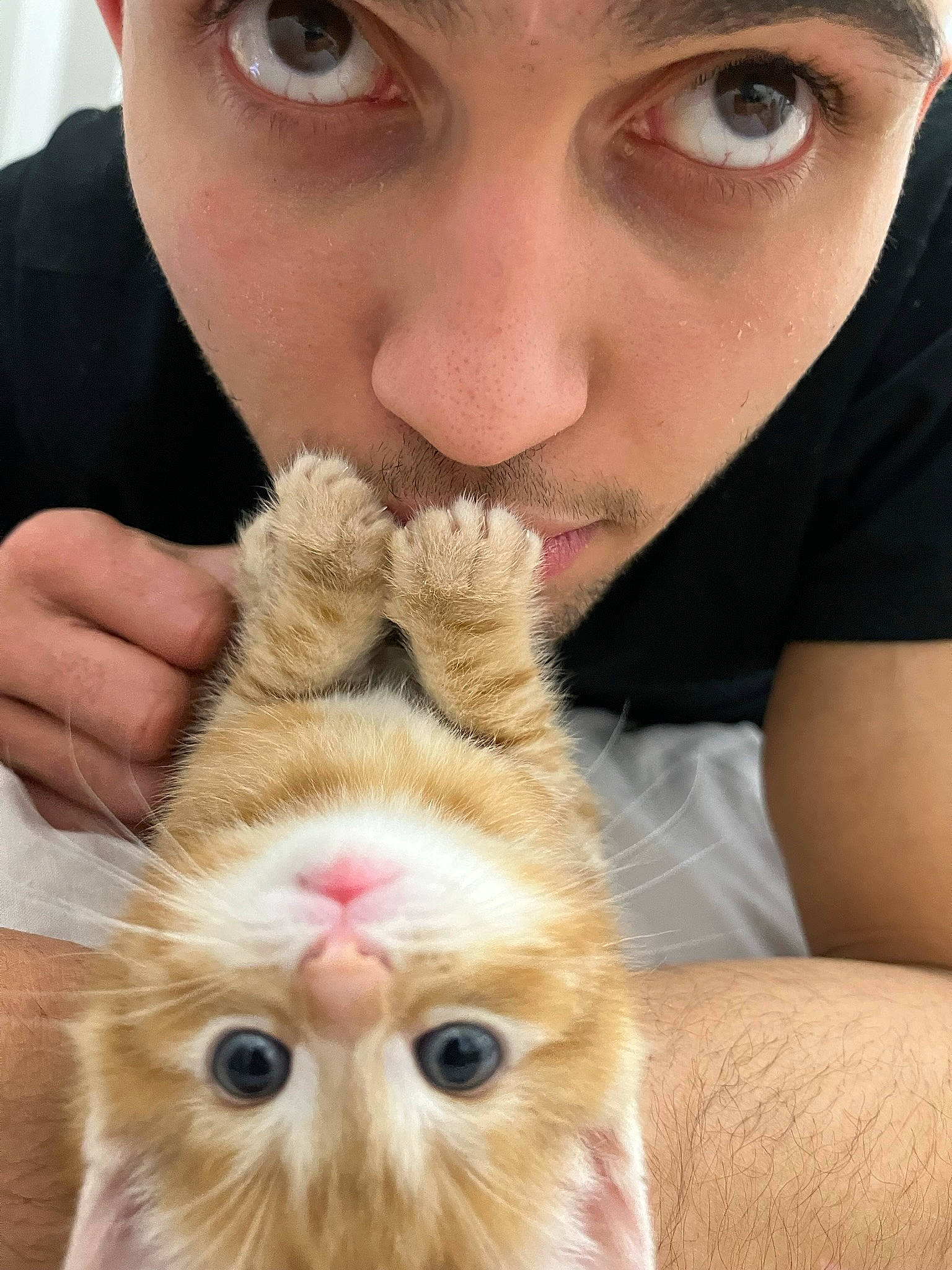 Emby joined the competition — help win amazing prizes! carnivore, cat, companion_dog, domestic_short_haired_cat, ear, eyelash, fawn, felidae, fur, gesture, nail, nose, organ, paw, photography, skin, small_to_medium_sized_cats, snout, whiskers