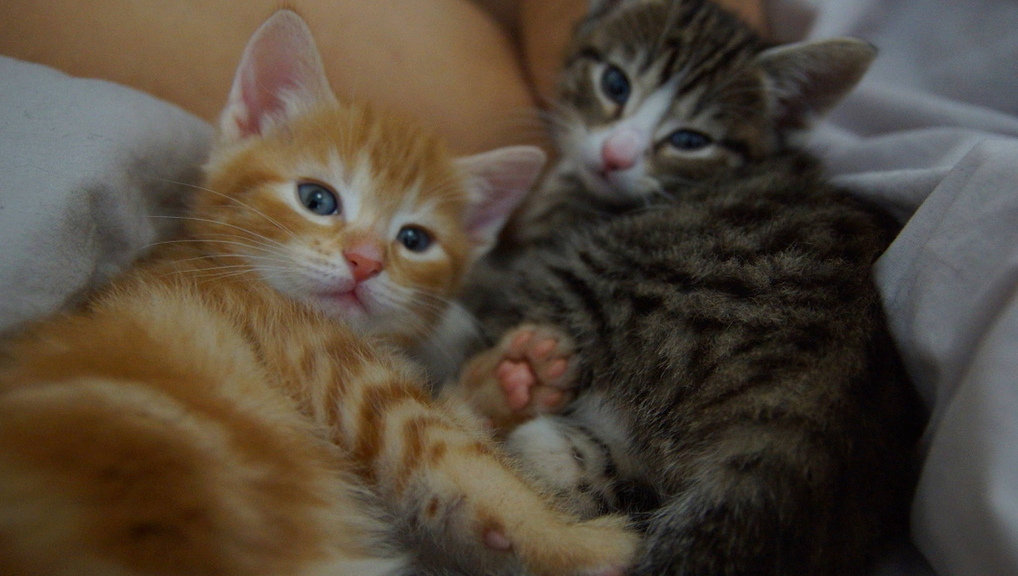 Emby is registered to the contest to win money with this photo: carnivore, cat, claw, close_up, comfort, domestic_short_haired_cat, fawn, felidae, fur, paw, small_to_medium_sized_cats, snout, tail, whiskers