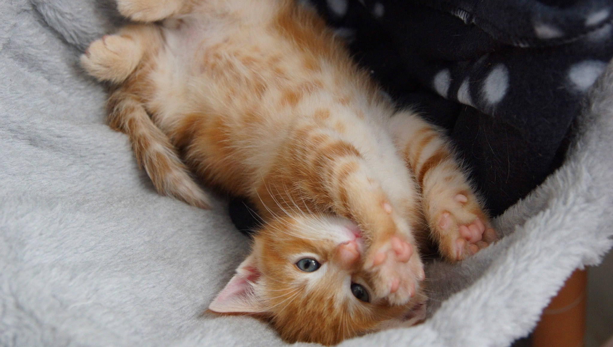 Embyy joined the competition — help win amazing prizes! carnivore, cat, claw, comfort, domestic_short_haired_cat, eye, fawn, felidae, foot, fur, paw, photography, small_to_medium_sized_cats, snout, tail, terrestrial_animal, whiskers