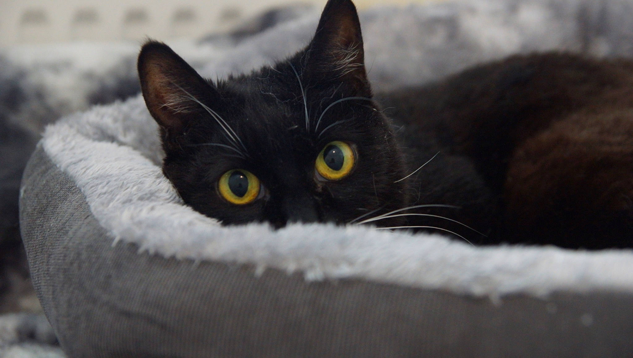 Primrose is registered to the contest to win money with this photo: black_cat, carnivore, cat, comfort, domestic_short_haired_cat, eye, felidae, fur, grey, head, monochrome_photography, small_to_medium_sized_cats, snout, whiskers