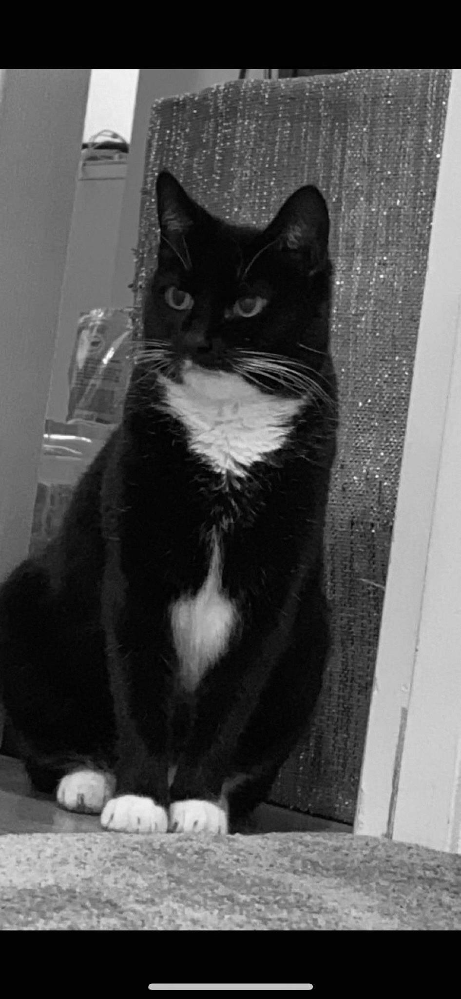 Primrose is registered to the contest to win money with this photo: black, black_and_white, black_cat, carnivore, cat, domestic_short_haired_cat, door, eye, felidae, fur, grey, monochrome, monochrome_photography, shadow, small_to_medium_sized_cats, snout, style, tail, whiskers, window