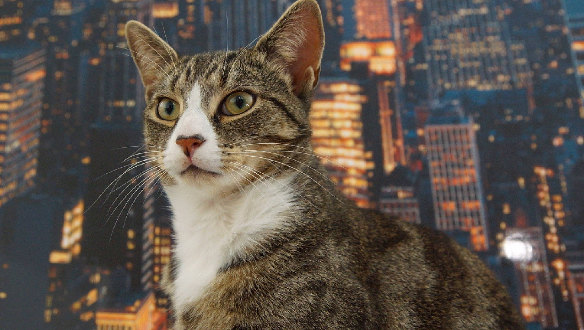 Fatboy joined the competition — help win amazing prizes! carnivore, cat, city, domestic_short_haired_cat, felidae, fur, grass, night, paw, small_to_medium_sized_cats, snout, street, terrestrial_animal, tower_block, tree, whiskers, wildlife, window, winter