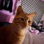 Nemo joined the competition — help win amazing prizes! animal, blanket, cat, closeup, cozy, curtain, cute, domestic_animal, ears, eyes, face, fur, furniture, ginger_cat, home, indoor, pet, relaxing, soft, whiskers