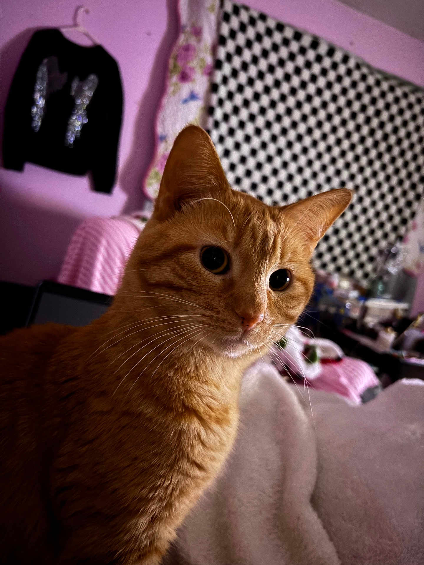 Nemo joined the competition — help win amazing prizes! animal, blanket, cat, closeup, cozy, curtain, cute, domestic_animal, ears, eyes, face, fur, furniture, ginger_cat, home, indoor, pet, relaxing, soft, whiskers