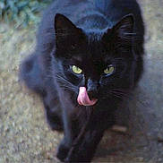 Chouchou a rejoint le concours — aidez-le/la à gagner de superbes lots !