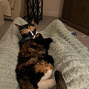 Cali is registered to the contest to win money with this photo: animal, armchair, cabinet, calico, carpet, cat, cozy, cute, fluffy_blanket, fur, furniture, home, indoor, living_room, pet, relaxed, resting, side_table, tail, whiskers