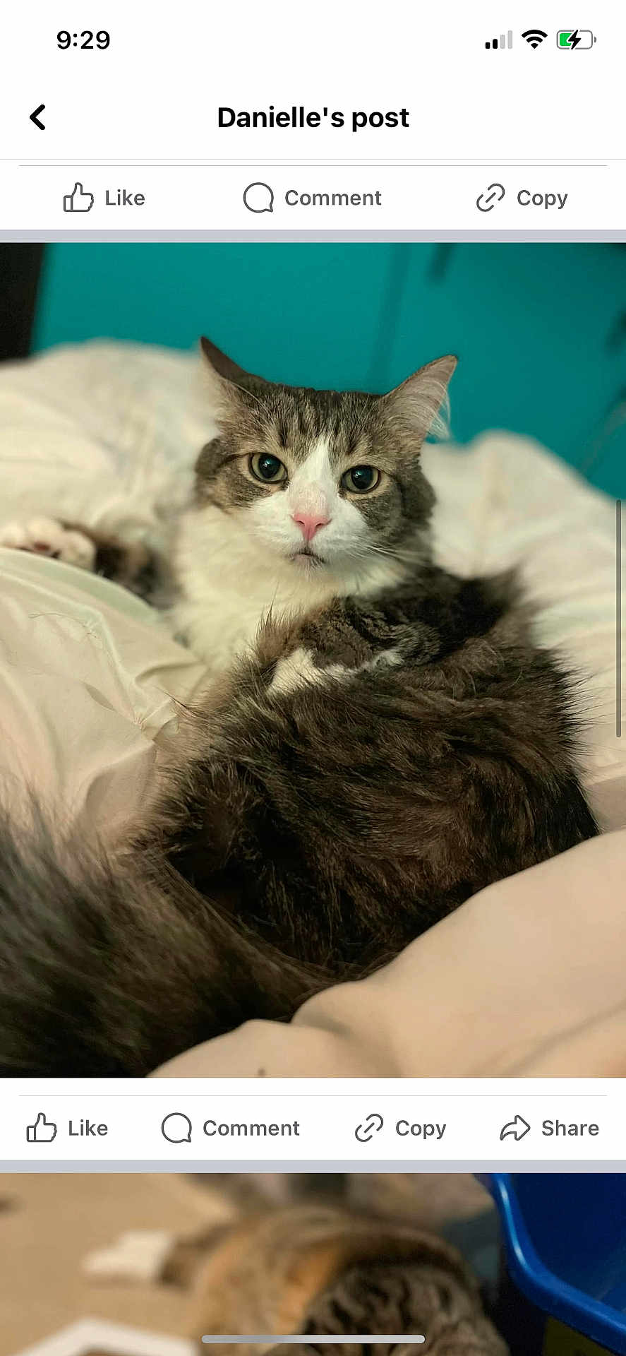 Theodore