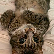 Simon joined the competition — help win amazing prizes! animal, bed, blanket, cat, closeup, cute, cute_pet, domestic_cat, ears, feline, fur, indoor, lying_down, paws, pet, relaxed, resting, sleepy, tabby, whiskers