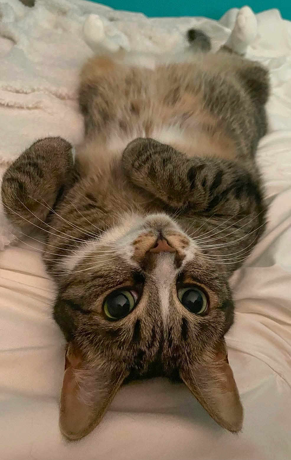 Simon
