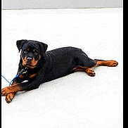 Bronco is registered to the contest to win money with this photo: rottweiler, puppy, dog, lying_down, leash, black, brown, pet, animal, canine, looking_at_camera, smooth_surface, minimalistic, outdoor, young, cute, calm, relaxed, four_legs, ears
