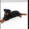 rottweiler, puppy, dog, lying_down, leash, black, brown, pet, animal, canine, looking_at_camera, smooth_surface, minimalistic, outdoor, young, cute, calm, relaxed, four_legs, ears