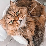 Bubble a rejoint le concours — aidez-le/la à gagner de superbes lots ! cat, fluffy, green_eyes, whiskers, cat_bed, cozy, indoor, pet, feline, relaxed, curious, soft_fur, brown_fur, white_bed, hand, floor, tile_floor, close_up, domestic_animal, companion