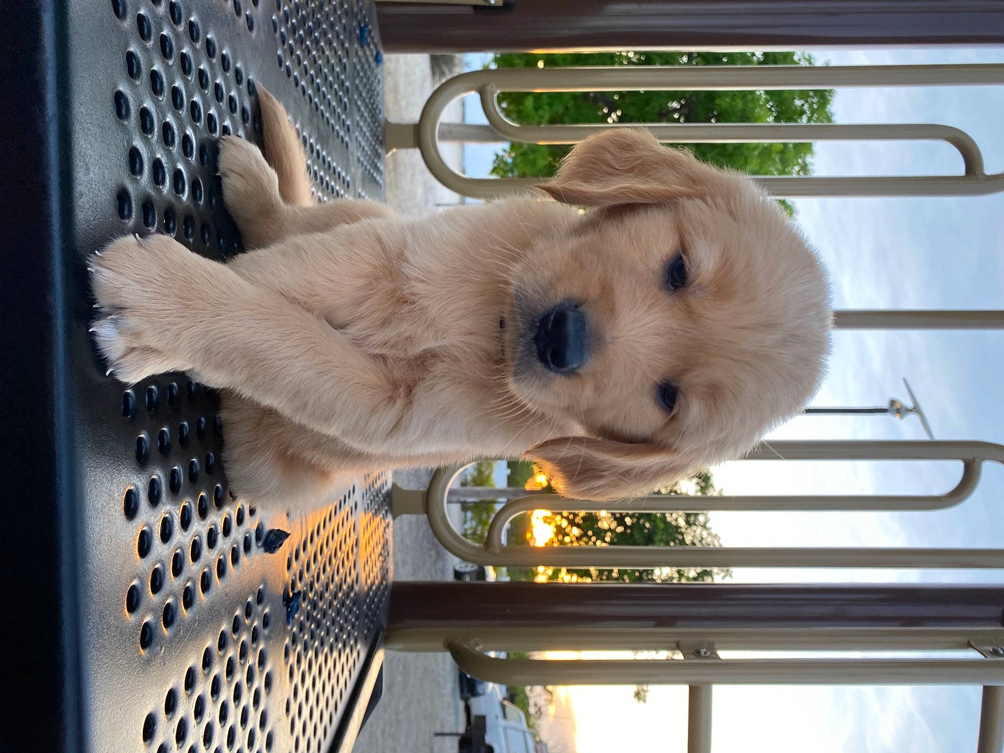 Haru is registered to the contest to win money with this photo: animal_shelter, cage, canidae, carnivore, companion_dog, dog, dog_breed, fawn, fur, mesh, pet_supply, plant, sporting_group, tail, tree, vertebrate, wood, working_animal