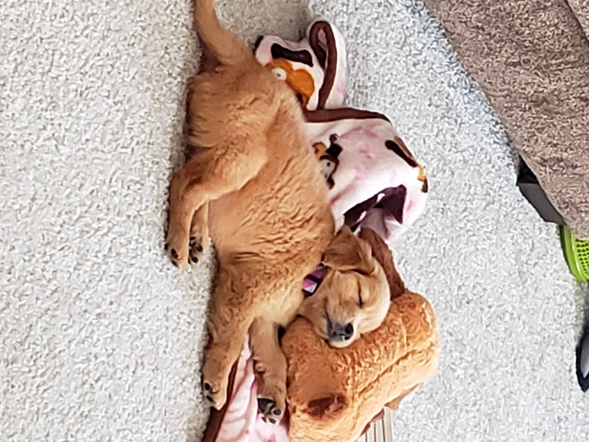 Baker joined the competition — help win amazing prizes! art, big_cats, canidae, carnivore, companion_dog, dog_breed, fang, fawn, felidae, fur, lion, paw, sculpture, small_to_medium_sized_cats, snout, sporting_group, tail, toy, wood, working_animal