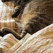 Squeaker is registered to the contest to win money with this photo: animal, bed, blanket, cat, comfort, cozy, cute, domestic, fur, indoor, napping, pet, quilt, relaxed, resting, sleeping, soft, striped, tabby, warm