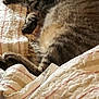 animal, bed, blanket, cat, comfort, cozy, cute, domestic, fur, indoor, napping, pet, quilt, relaxed, resting, sleeping, soft, striped, tabby, warm