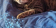 Squeaker joined the competition — help win amazing prizes! animal, blanket, blue, cat, closeup, cozy, cute, ears, feline, floral, fur, indoor, pattern, paws, pet, relaxed, resting, sleepy, tabby, whiskers