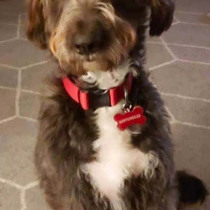 Oliver George joined the competition — help win amazing prizes! accessories, affenpinscher, animal, canine, cockerspaniel, collar, dog, formalwear, hound, indoors, interiordesign, leash, person, pet, poodle, puppy, slate, terrier, tie, walkingdog