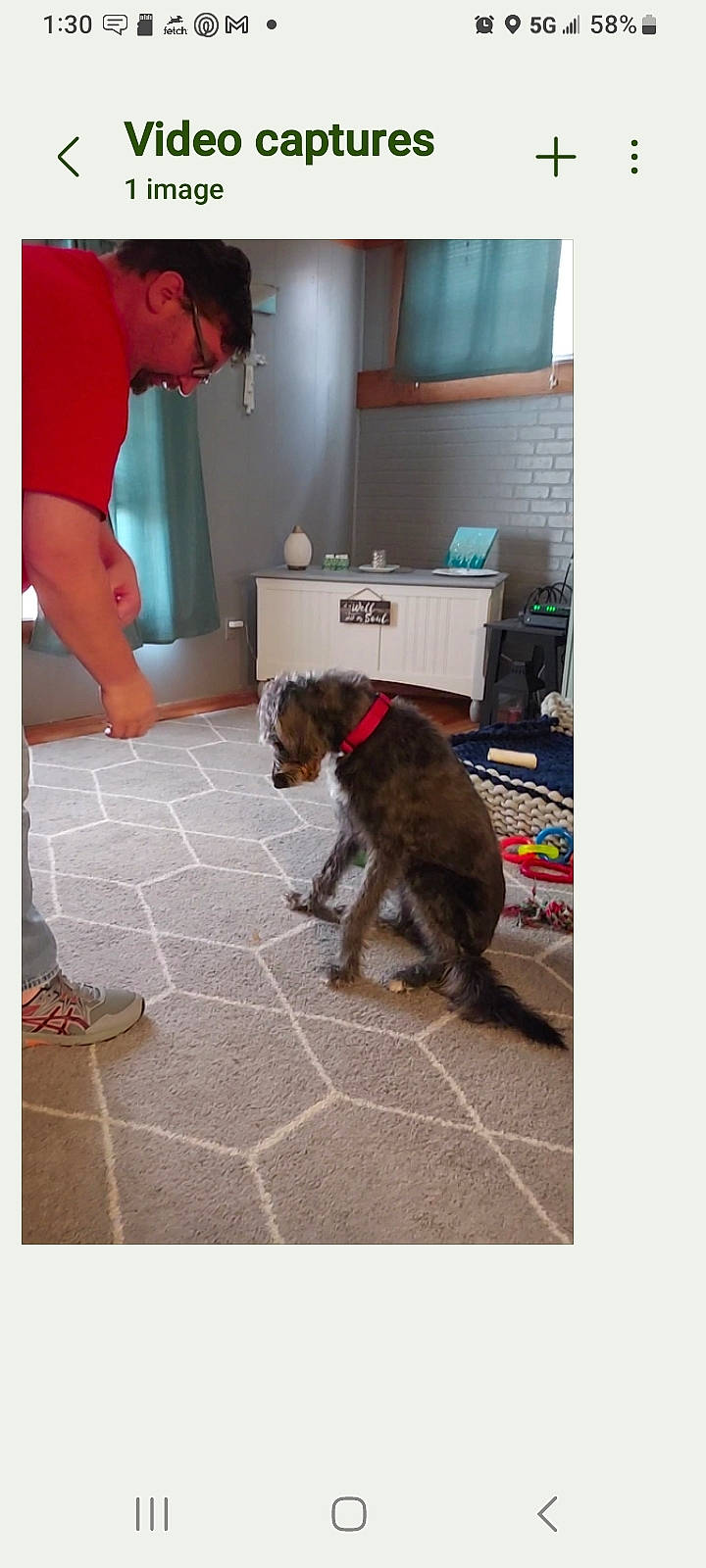 Oliver is registered to the contest to win money with this photo: canidae, carnivore, collar, companion_dog, dog, dog_breed, dog_supply, floor, flooring, fur, hardwood, liver, mammal, non_sporting_group, pet_supply, rectangle, room, snout, tail, working_animal