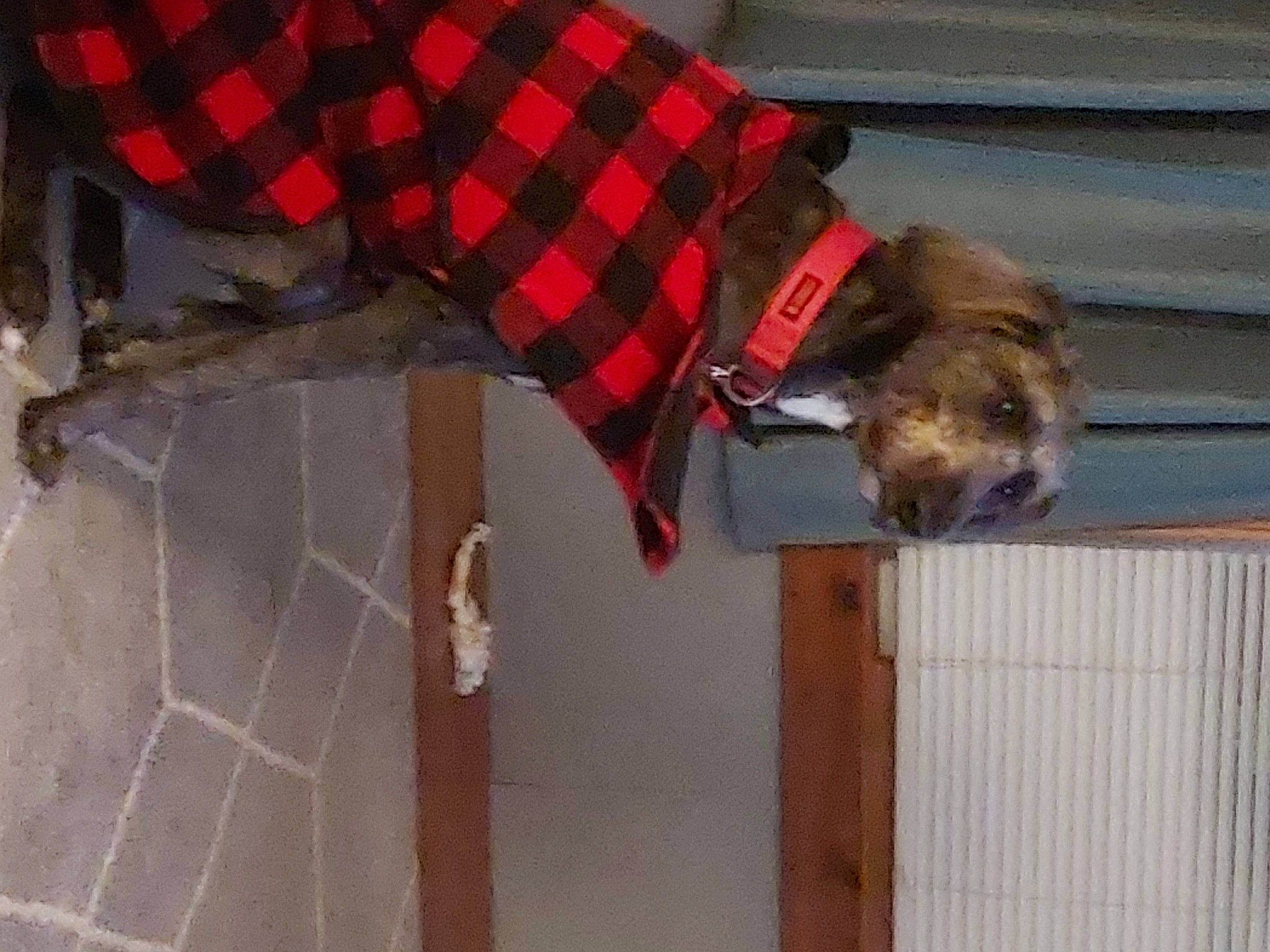 Oliver is registered to the contest to win money with this photo: canidae, carnivore, collar, companion_dog, dog, dog_breed, dog_clothes, dog_supply, fawn, fur, liver, pattern, pet_supply, plaid, snout, sporting_group, tail, tartan, wood, working_animal