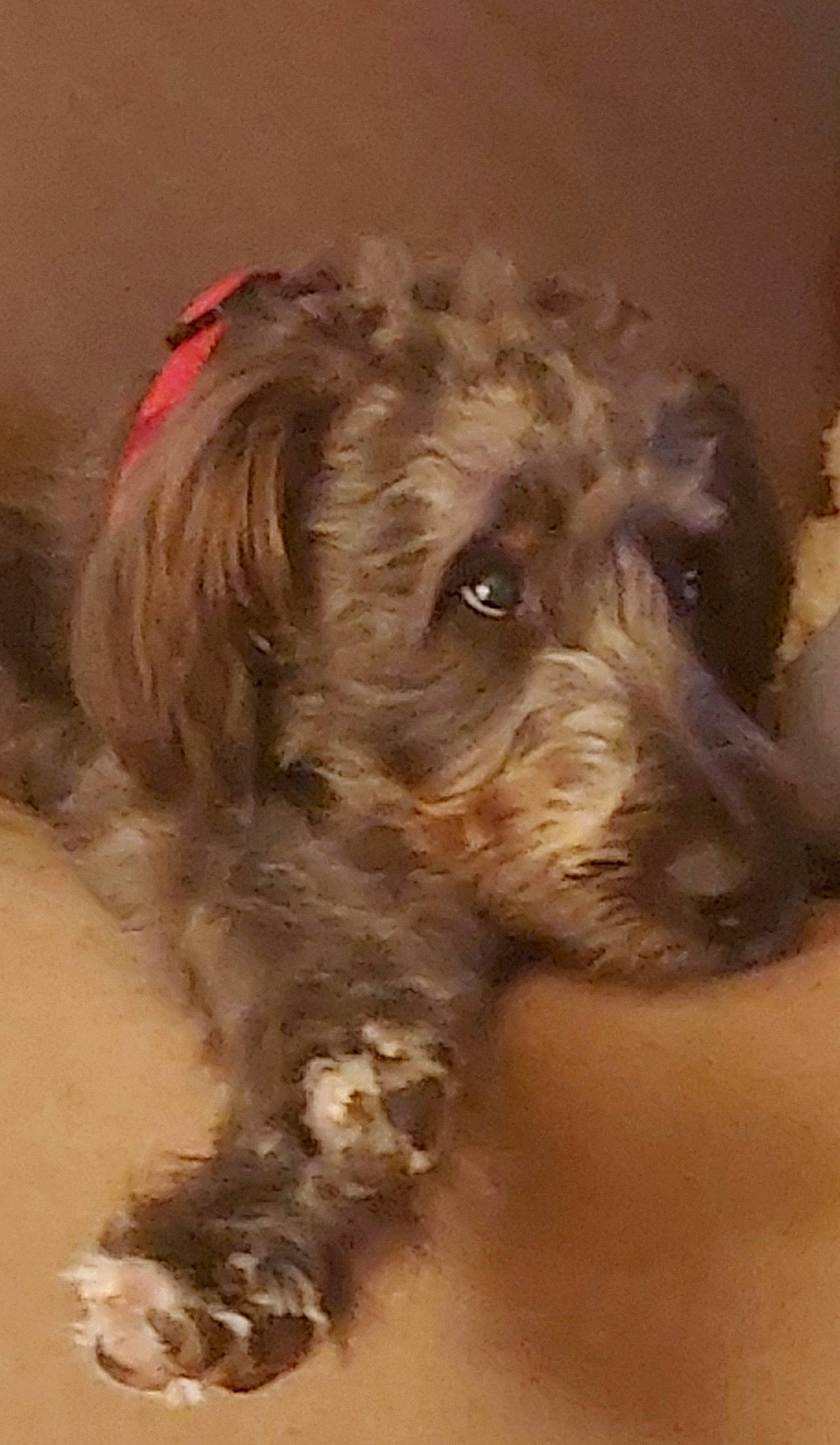 Oliver joined the competition — help win amazing prizes! canidae, carnivore, companion_dog, dog, dog_breed, fur, liver, maltepoo, puppy, puppy_love, small_terrier, snout, spaniel, sporting_group, stichelhaar, terrestrial_animal, terrier, toy_dog, water_dog, working_animal