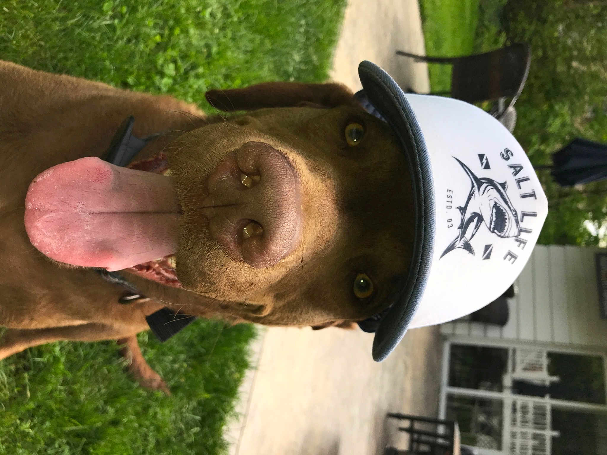 Maverick
