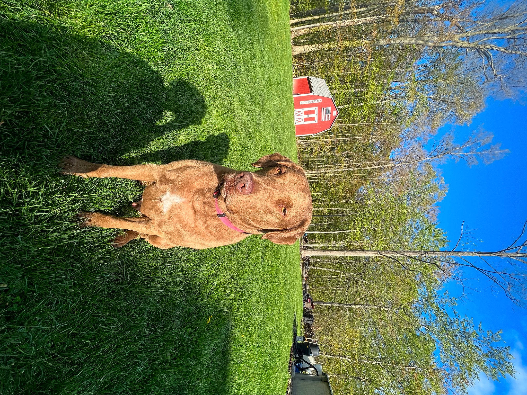 Maverick joined the competition — help win amazing prizes! art, fun, grass, happy, landscape, leisure, organism, people_in_nature, plant, reflection, shrub, sky, tree, vegetation, visual_arts, water