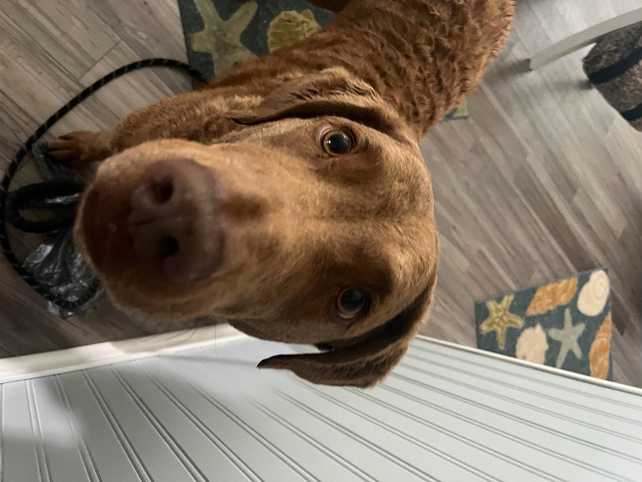 Maverick is registered to the contest to win money with this photo: canidae, carnivore, companion_dog, dog, dog_breed, ear, fawn, fur, hardwood, jaw, liver, metal, sculpture, selfie, snout, sporting_group, terrestrial_animal, whiskers, wood, working_animal
