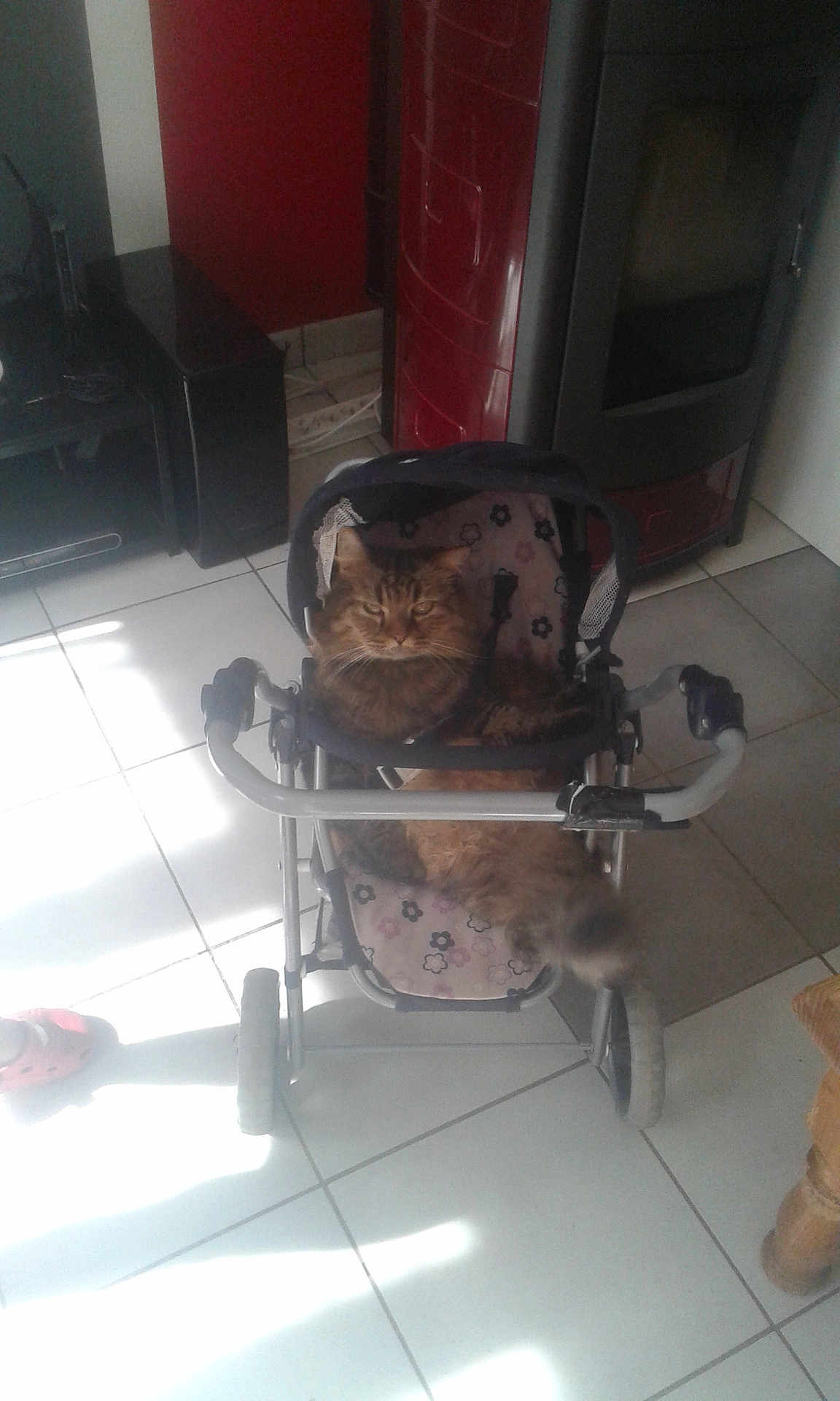 Garfield participe au concours pour gagner de l'argent avec cette photo : cat, stroller, indoor, tile_floor, sunlight, furniture, pet, animal, fluffy, relaxed, baby_stroller, wheel, household, cozy, domestic, brown_cat, fur, resting, quiet, home