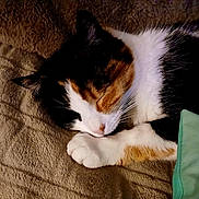 Inaya a rejoint le concours — aidez-le/la à gagner de superbes lots ! cat, calico, sleeping, paw, blanket, fur, pet, animal, cozy, rest, cute, whiskers, closeup, domestic_cat, feline, relaxation, indoor, soft, peaceful, nap