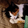 cat, calico, sleeping, paw, blanket, fur, pet, animal, cozy, rest, cute, whiskers, closeup, domestic_cat, feline, relaxation, indoor, soft, peaceful, nap