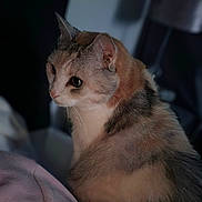 Lily a rejoint le concours — aidez-le/la à gagner de superbes lots ! cat, feline, pet, fur, animal, indoor, cozy, blanket, soft, portrait, side_view, domestic, cute, whiskers, ears, mammal, sleepy, resting, closeup, calm