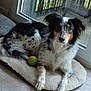 dog, pet_bed, ball, indoor, floor, glass_door, natural_light, black_and_white_fur, brown_fur, speckled_fur, paw, relaxed, looking_at_camera, toy, animal, companion, furry, canine, domestic_animal, cozy