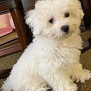 Kira is registered to the contest to win money with this photo: puppy, dog, white_fur, fluffy, indoor, carpet, wooden_furniture, pet, cute, small_dog, sitting, curious, animal, companion, domestic, young_dog, fur, adorable, portrait, household