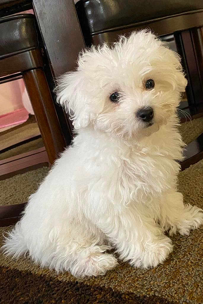 Kira is registered to the contest to win money with this photo: puppy, dog, white_fur, fluffy, indoor, carpet, wooden_furniture, pet, cute, small_dog, sitting, curious, animal, companion, domestic, young_dog, fur, adorable, portrait, household